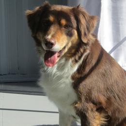 Miniature Australian Shepherds from puppy