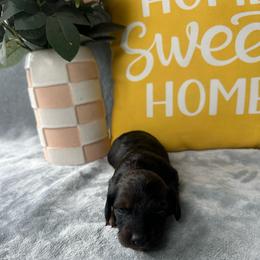 Martha - Black female Dachshund puppy in Brandon, Florida from Knights Dachshunds