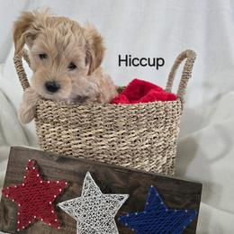 Hiccup - Apricot male Goldendoodle puppy in Layton, Utah from Gracious Doodle Dogs