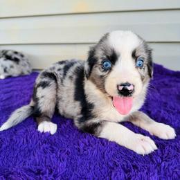 Ivy - Blue merle female Australian Shepherd puppy in Charlotte, North Carolina from Awesome Aussies