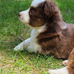 Miniature Australian Shepherds from Flat River Aussies