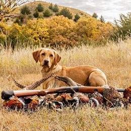 Waylyn - Labrador Retriever