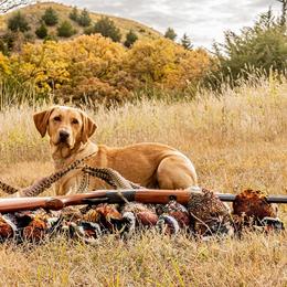 Waylyn - Labrador Retriever