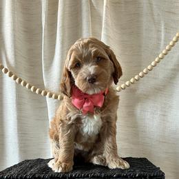 Stripes - Peach Collar Female - Red  female Goldendoodle puppy in Bradenton, Florida from Suncoast Goldendoodles