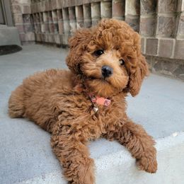 Sophie - Poodle