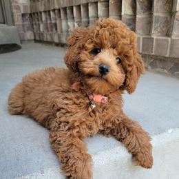 Sophie - Poodle