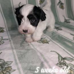 Raph - Black and white male Havanese puppy in Decatur, Alabama from LaBeouf Havanese’s
