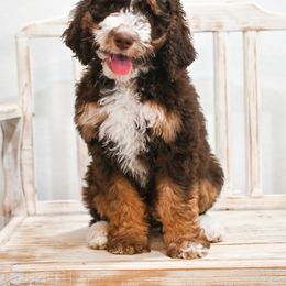 Bernedoodle and Goldendoodle Puppies from Sun Valley Goldendoodles
