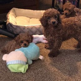 Poodle Puppies from Lisa Calderon