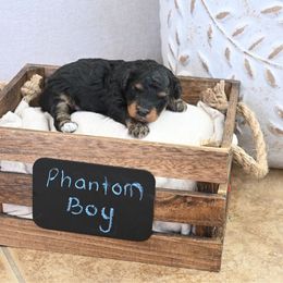 AKC tri phantom boy - Phantom male Poodle puppy in Maricopa, Arizona from La Petite poodle