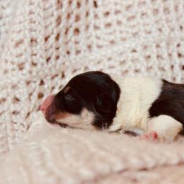 Casper - Black and tan male Pembroke Welsh Corgi puppy in La Porte City, Iowa from Cedar River Corgis