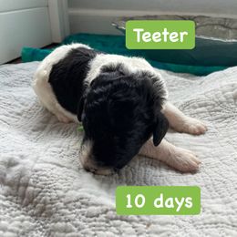 Girl 3 - Aussiedoodle puppy in Dripping Springs, Texas from Doodle Ranch