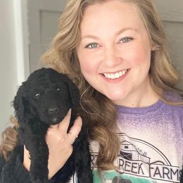 Cockapoos and Goldendoodles from Liberty Creek Farms