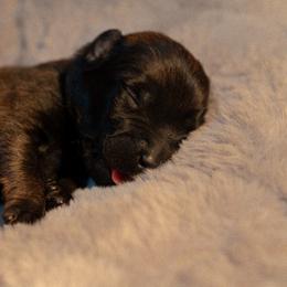 Gilly - Fawn female Belgian Malinois puppy in Baltimore, Maryland from Abenteurer German Shepherds & Belgian Malinois