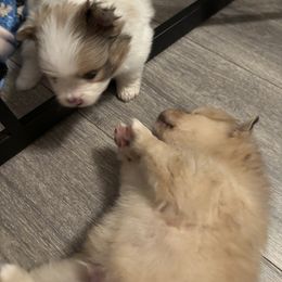 Pomeranian Puppies from Wickedly Cute Puppies