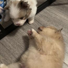 Pomeranian Puppies from Wickedly Cute Puppies