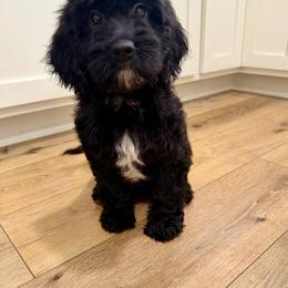 Paprika - Black female Cavapoo puppy in Beresford, South Dakota from DAKOTA DOOD RANCH