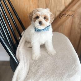 Leprechaun - Parti male Maltipoo puppy in Huntsville, Texas from Nelson Creek Farms