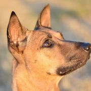 Kiwi - Vietnamese Phu Quoc Ridgeback