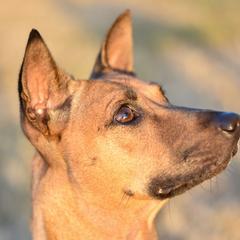Kiwi - Vietnamese Phu Quoc Ridgeback