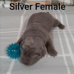 Electra - Silver female Dilute Retriever puppy in Madras, Oregon from GT Labradors