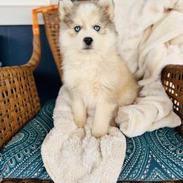 Tapper - Silver and white male Pomsky puppy in Yavapai County, Arizona from Pawsh Pomskies