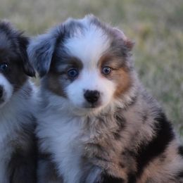 Miniature Australian Shepherds from Rockin CT Mini Aussies