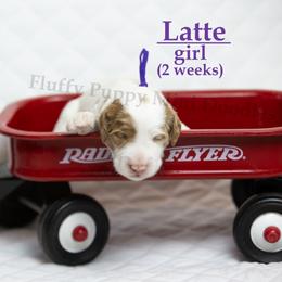 Latte PURPLE COLLAR girl 3500 - Parti female Goldendoodle puppy in Corona, California from Fluffy Puppy Mini Doodles LLC