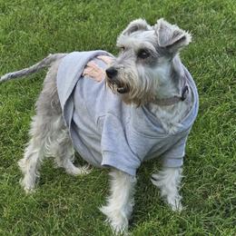 Hera - Miniature Schnauzer