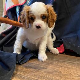 Cavalier King Charles Spaniel Puppies from Austin Cavaliers
