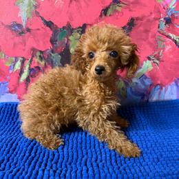 Marshall - Red  male Poodle puppy in Lawrenceburg, Tennessee from LUV Poodles and Maltipoos