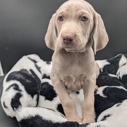 Linda - Silver gray female Weimaraner puppy in Evart, Michigan from Drehbar Weimaraners