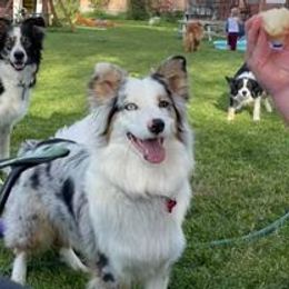 Australian Shepherds from Wild Magic Aussies