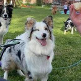 Australian Shepherds from Wild Magic Aussies