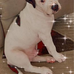 American Bulldog Puppies from Kenney’s Farms
