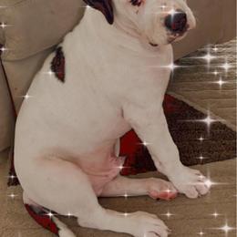 American Bulldog Puppies from Kenney’s Farms