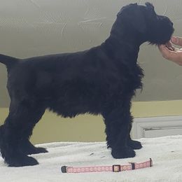 Giant Schnauzer Puppies from Surefoot Giant Schnauzers