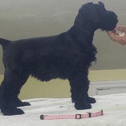 Giant Schnauzer Puppies from Surefoot Giant Schnauzers