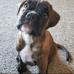 Boxer Puppies from WildRiver Boxers