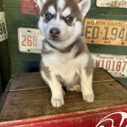 Colt - Red and white male Siberian Husky puppy in Burnsville, North Carolina from Peterson Puppies