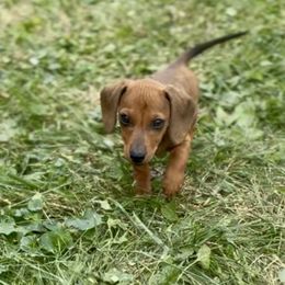 Jackson - Red male Dachshund puppy in Mansfield, Ohio from Ohio House of Frenchies