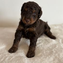 Girl 3 - Chocolate female Goldendoodle puppy in Valley Farms, Arizona from Gall’s Doodle Ranch