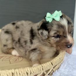 Teal - Blue merle female Miniature Australian Shepherd puppy in 32046, Florida from River Hill Ranch
