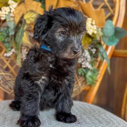 Flint - Phantom male Goldendoodle puppy in Enumclaw, Washington from Owen-a-Doodle