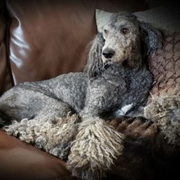 Poodles and Springerdoodles from Dakota SpringerDoodles