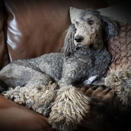 Poodles and Springerdoodles from Dakota SpringerDoodles