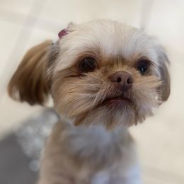 Penny - Shih Tzu