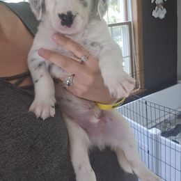 Banner - White and black male Dalmatian puppy in Janesville, Wisconsin from Legacy Dalmatians