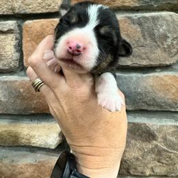 Trooper - Black and tan male American Corgi puppy in Tishomingo, Mississippi from Magnolia Trace Corgis