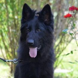 Puma - German Shepherd